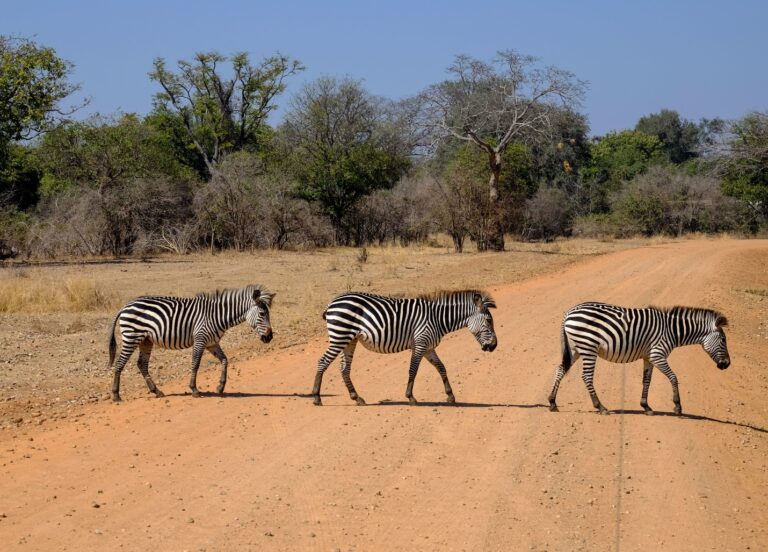 Namibia Safaris